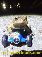 /home//u458753944/public_html/sourcegallery/////Roxborough Toad Detour/2022/2022-04-14 and 04-13/P4141006.JPG